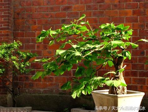 銀杏樹盆栽風水 廣州舊城區